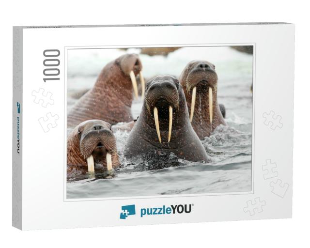 Pacific Walrus... Jigsaw Puzzle with 1000 pieces
