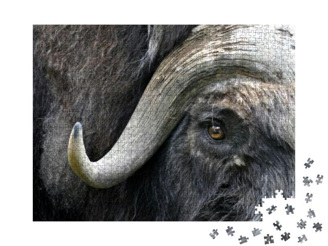 Muskox Face... Jigsaw Puzzle with 1000 pieces