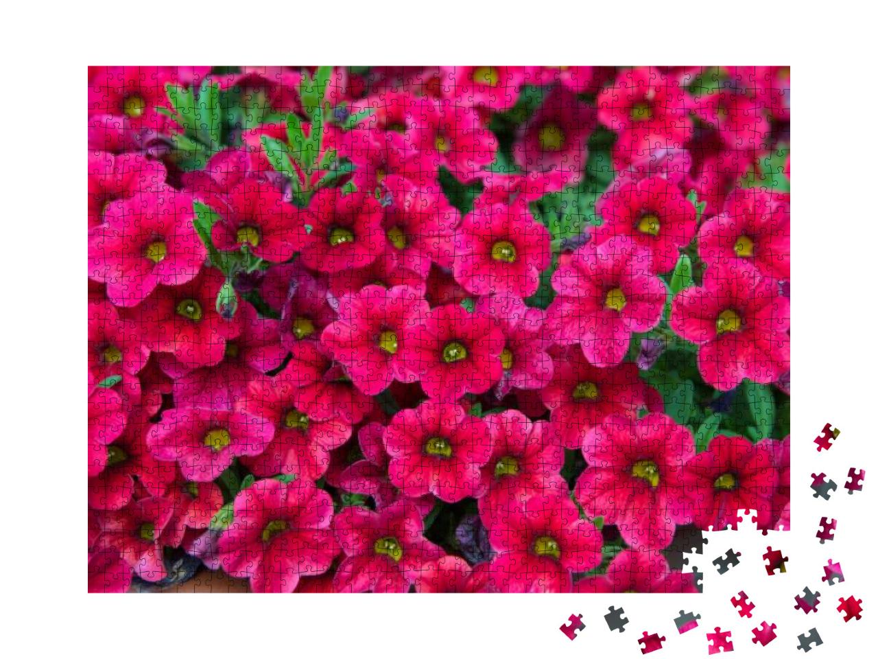 Petunia Plant with Pink Flowers, Petunia... Jigsaw Puzzle with 1000 pieces