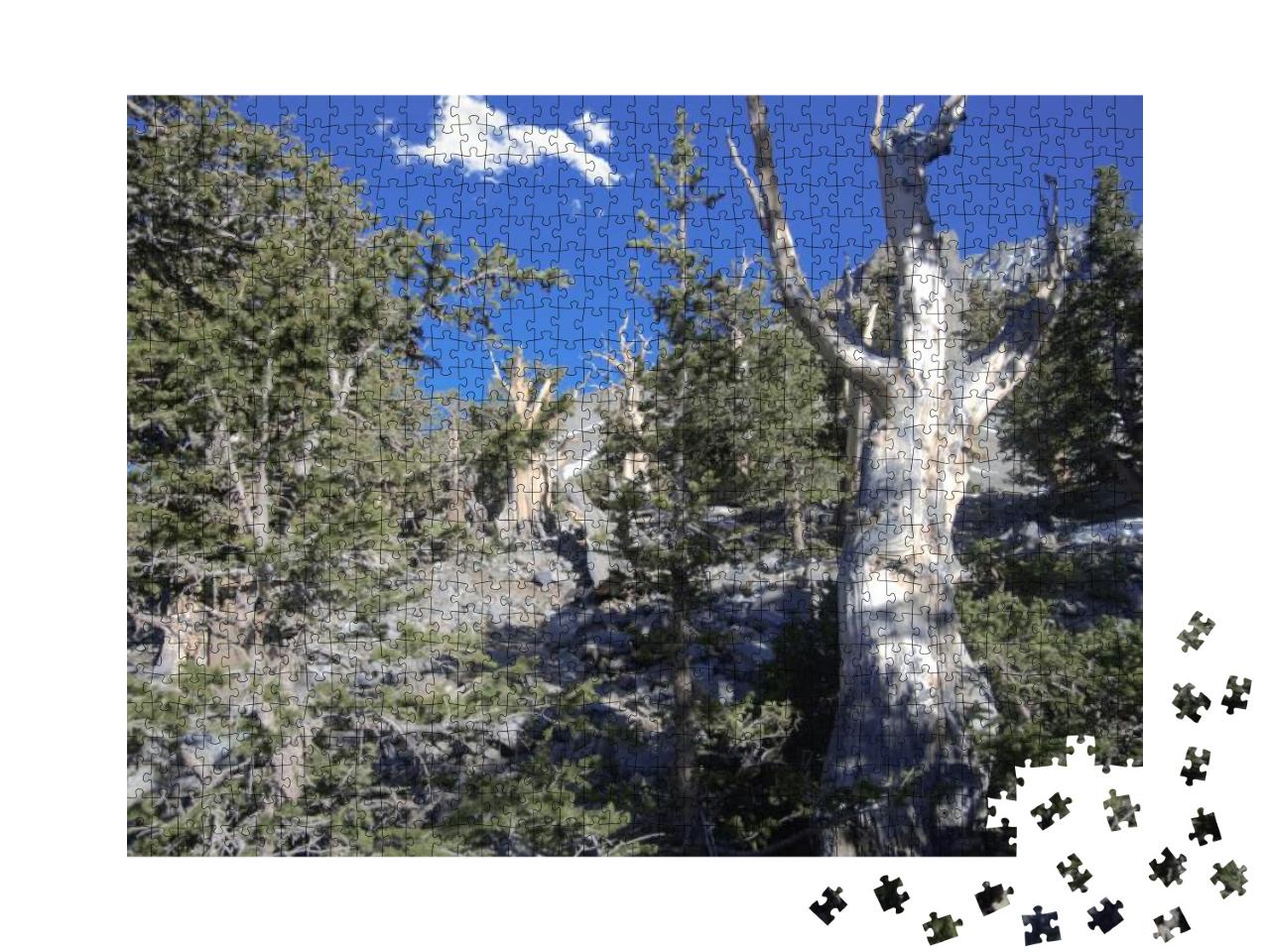Bristlecone Pines in Great Basin National Park in Nevada_... Jigsaw Puzzle with 1000 pieces