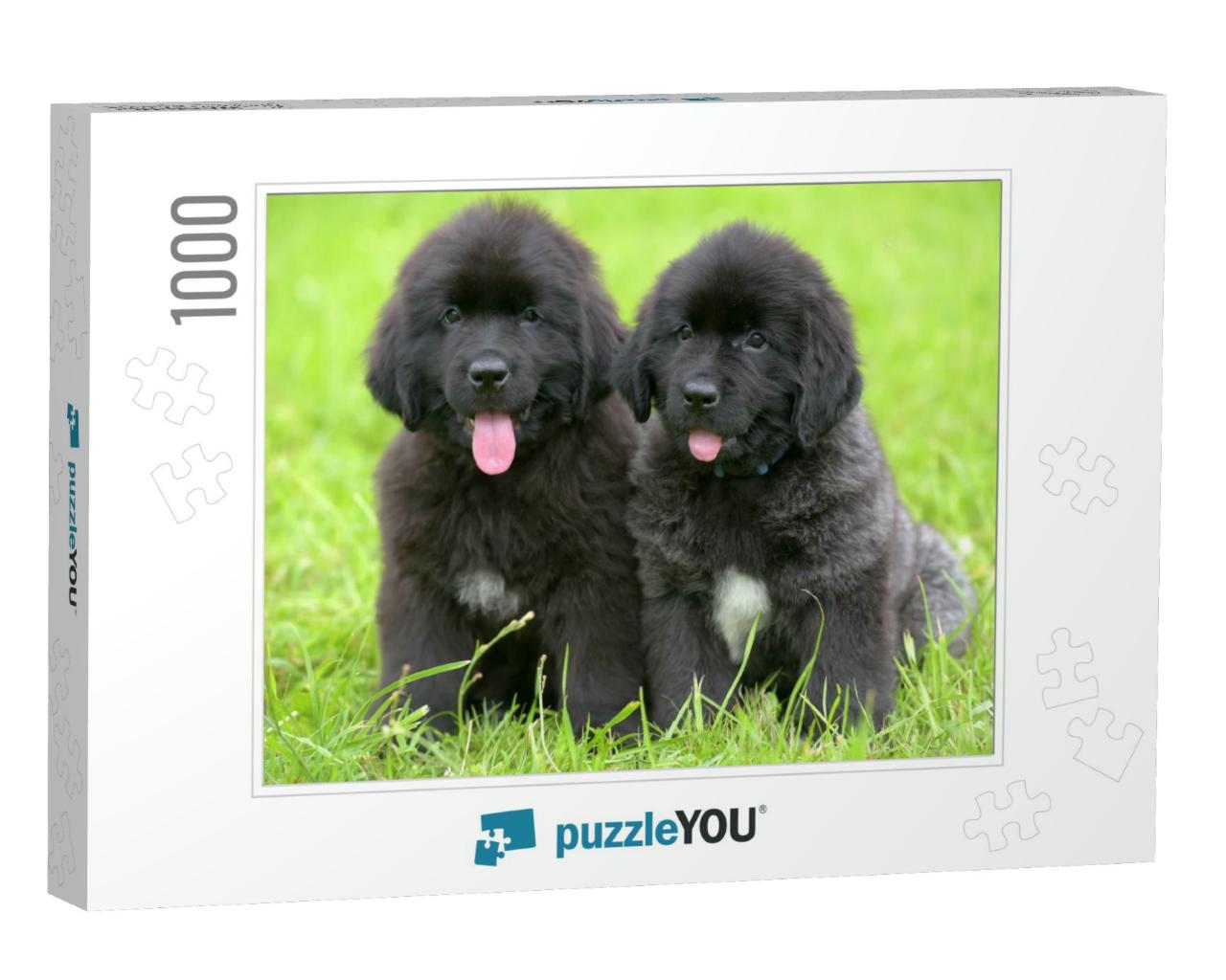 Two Small Black Puppies of Newfoundland... Jigsaw Puzzle with 1000 pieces