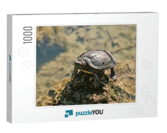 Cute Turtle in a Lake... Jigsaw Puzzle with 1000 pieces