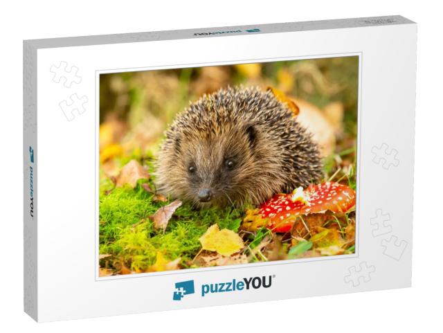 Hedgehog, Scientific Name Erinaceus Europaeus Wild, Nativ... Jigsaw Puzzle