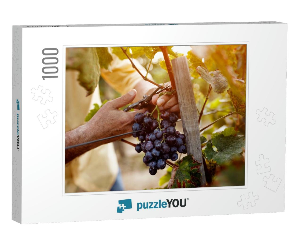 Red Wine Grapes on Vine in Vineyard, Close-Up... Jigsaw Puzzle with 1000 pieces