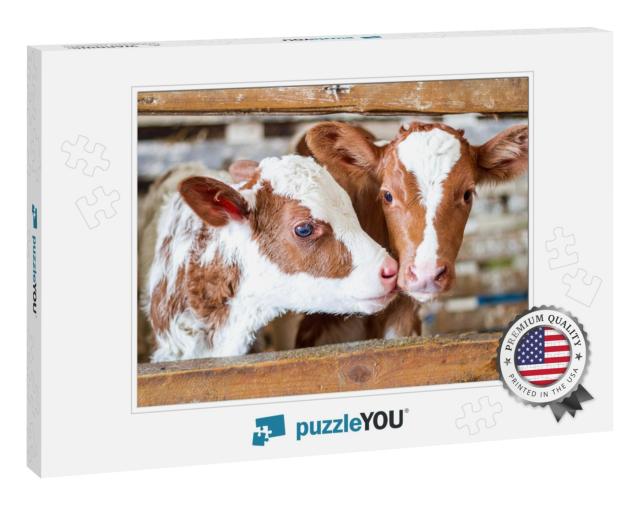 Red Baby Cow Calf Standing At Stall At Farm Countryside... Jigsaw Puzzle