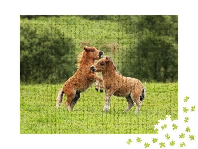 Two Small Brown Shetland Ponies Playing with Each Other... Jigsaw Puzzle with 1000 pieces