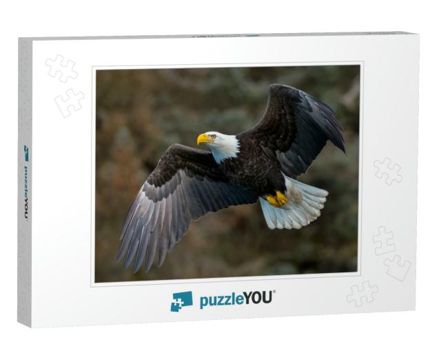 American Bald Eagle in Flight Against Alaskan Mountainsid... Jigsaw Puzzle