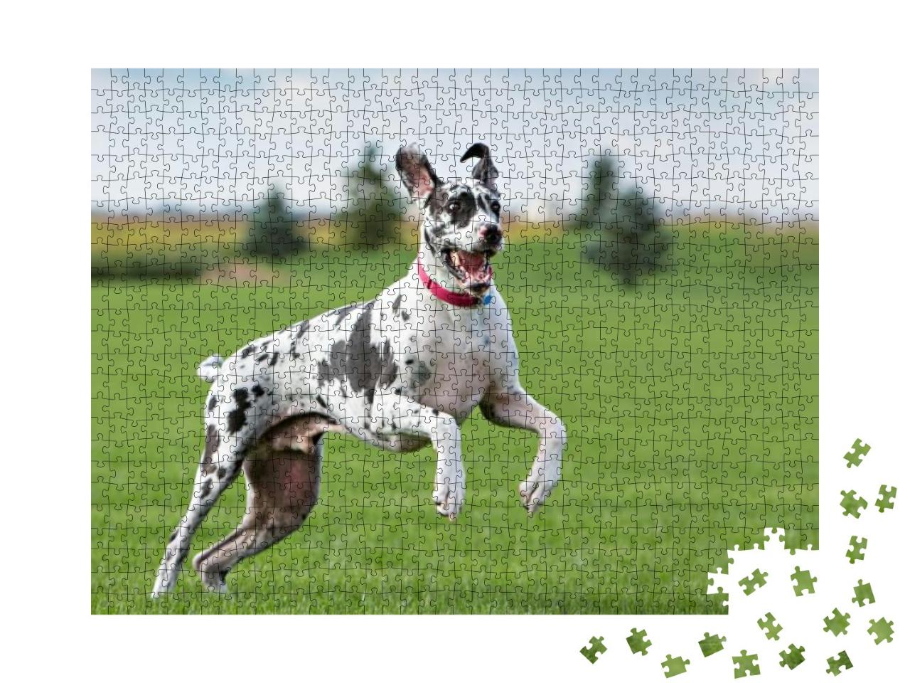 Great Dane Outside in a Yard on Green Grass... Jigsaw Puzzle with 1000 pieces
