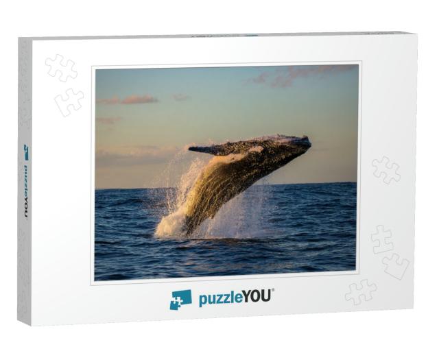 Humpback Whale Bathed in Golden Light Off Sydney Harbor D... Jigsaw Puzzle