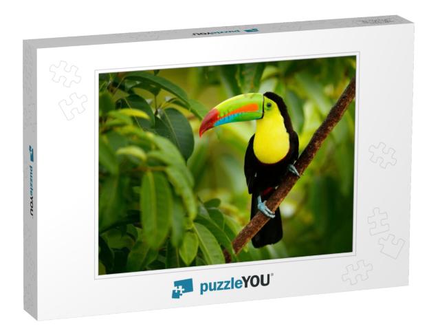 Keel-Billed Toucan, Ramphastos Sulfuratus, Bird with Big... Jigsaw Puzzle