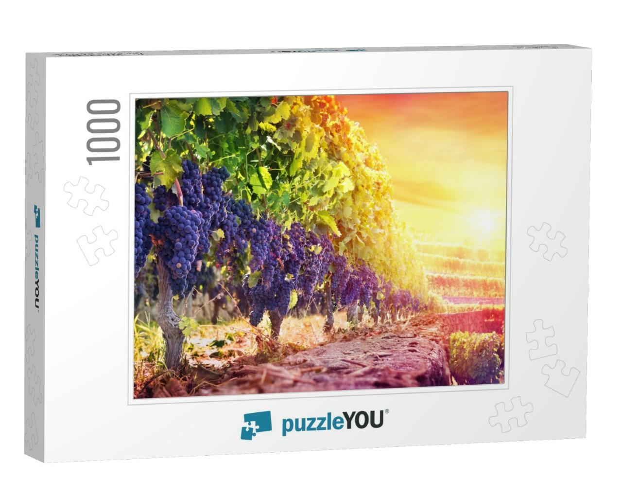 Ripe Grapes in Vineyard At Sunset - Harvest... Jigsaw Puzzle with 1000 pieces