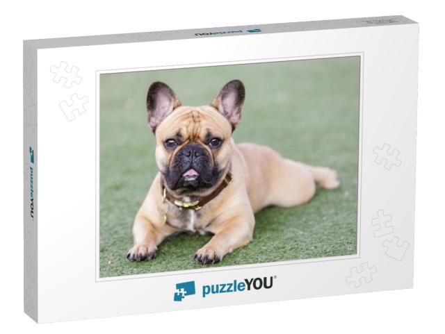 Fawn Puppy French Bulldog Lying Down with Open Mouth & Lo... Jigsaw Puzzle