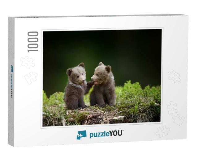 Two Young Brown Bear Cub in the Forest. Portrait of Brown... Jigsaw Puzzle with 1000 pieces