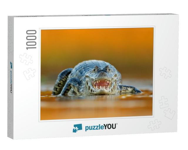 Yacare Caiman, Crocodile with Open Muzzle with Big Teeth... Jigsaw Puzzle with 1000 pieces