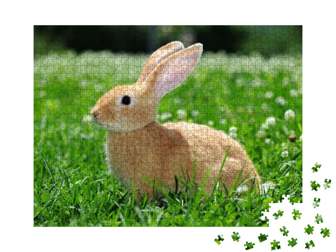 Rabbit in the Nature... Jigsaw Puzzle with 1000 pieces