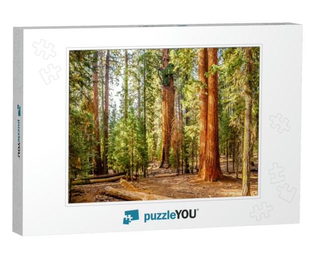 Sequoia National Park At Autumn. California, United State... Jigsaw Puzzle