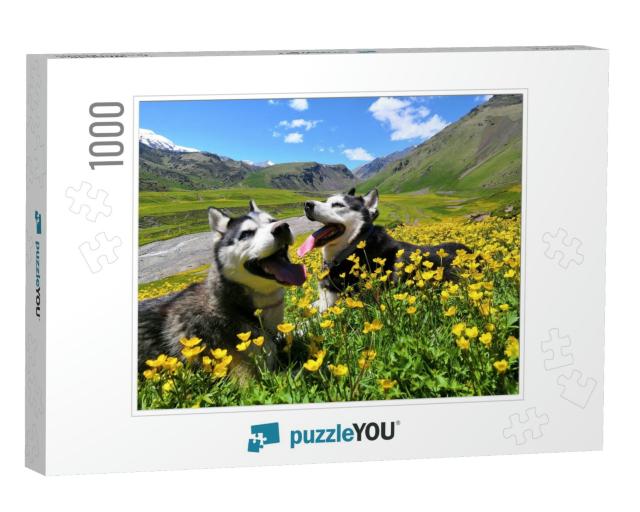 Two Siberian Husky Dogs on a Walk in the Mountains in Sum... Jigsaw Puzzle with 1000 pieces