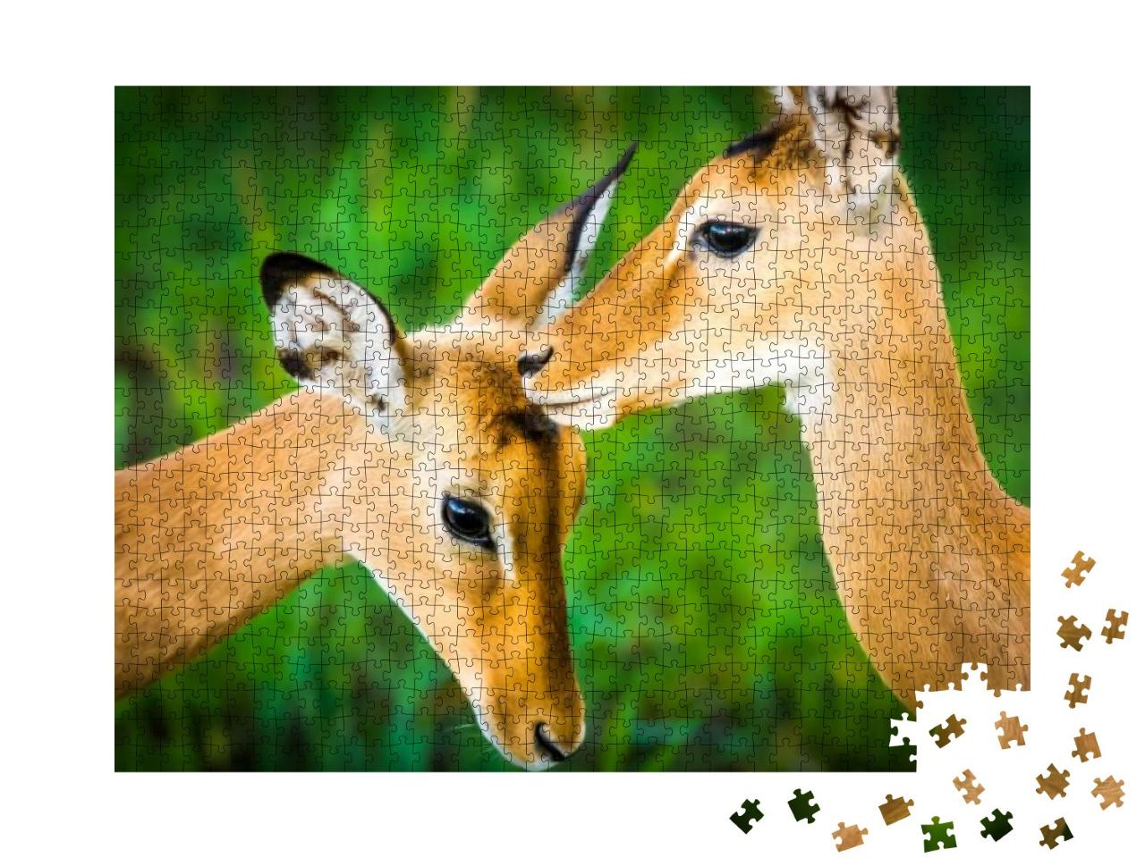 Young Impala Antelope Nature Scene... Jigsaw Puzzle with 1000 pieces