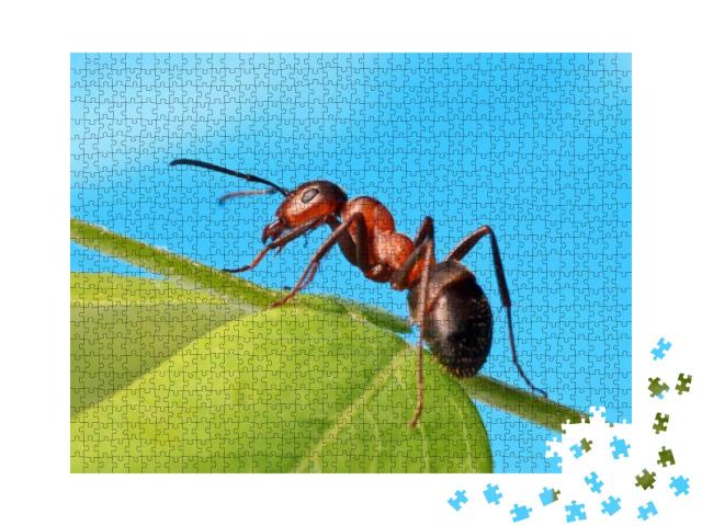 Ant Resting on the Grass... Jigsaw Puzzle with 1000 pieces