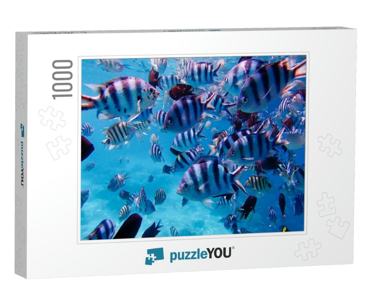 A Group of Colorful Tropical Fish Under the Water. a Colo... Jigsaw Puzzle with 1000 pieces