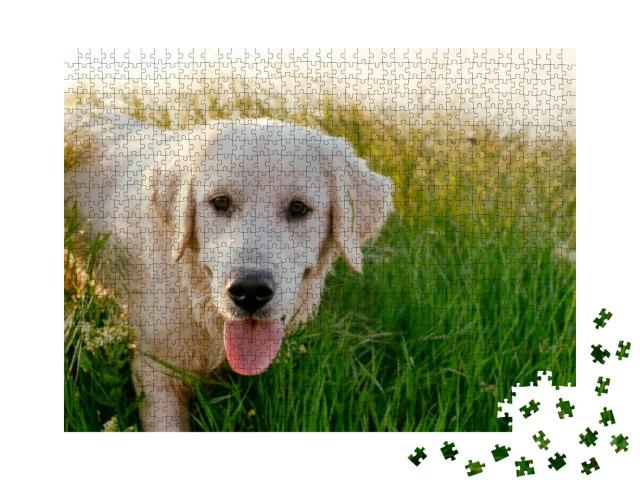 Labrador Retriever Dog Walking in Park... Jigsaw Puzzle with 1000 pieces
