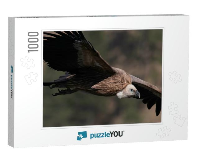 Flight Time for Griffon Vulture... Jigsaw Puzzle with 1000 pieces