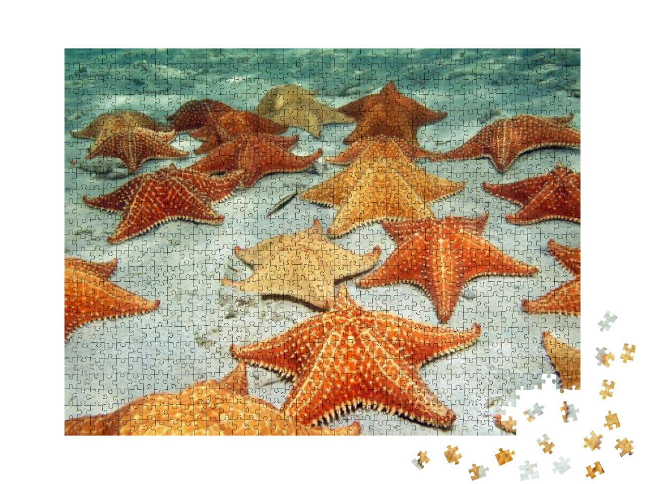 Many Cushion Starfish Underwater on a Sandy Ocean Floor... Jigsaw Puzzle with 1000 pieces