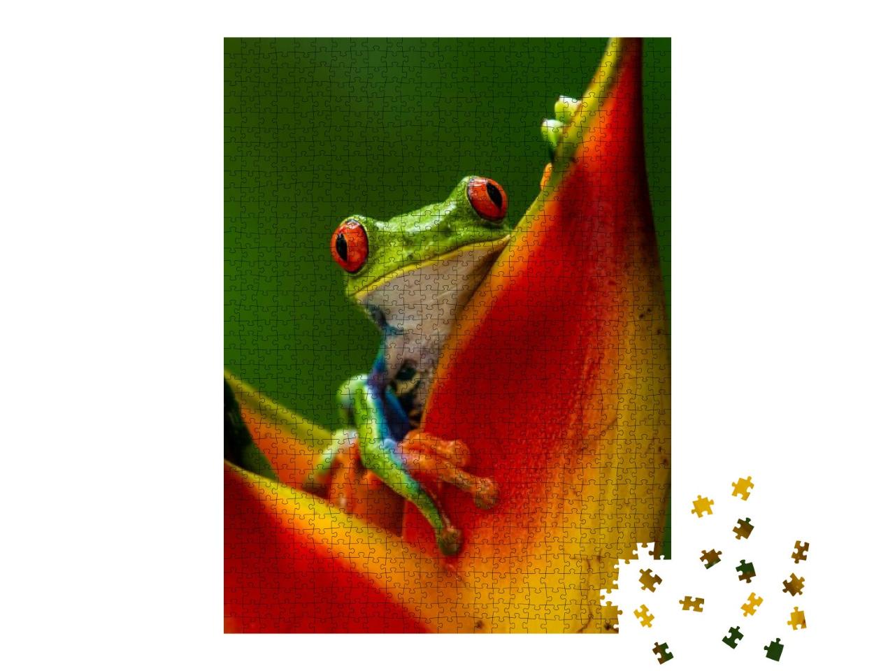 Red-Eyed Tree Frog, Agalychnis Callidryas, Sitting on the... Jigsaw Puzzle with 1000 pieces