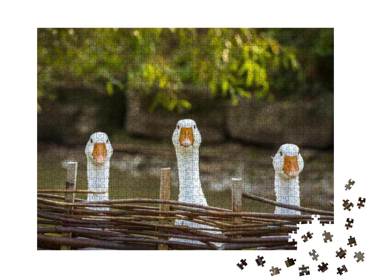 Three Funny White Geese - Funny Image with Three Domestic... Jigsaw Puzzle with 1000 pieces