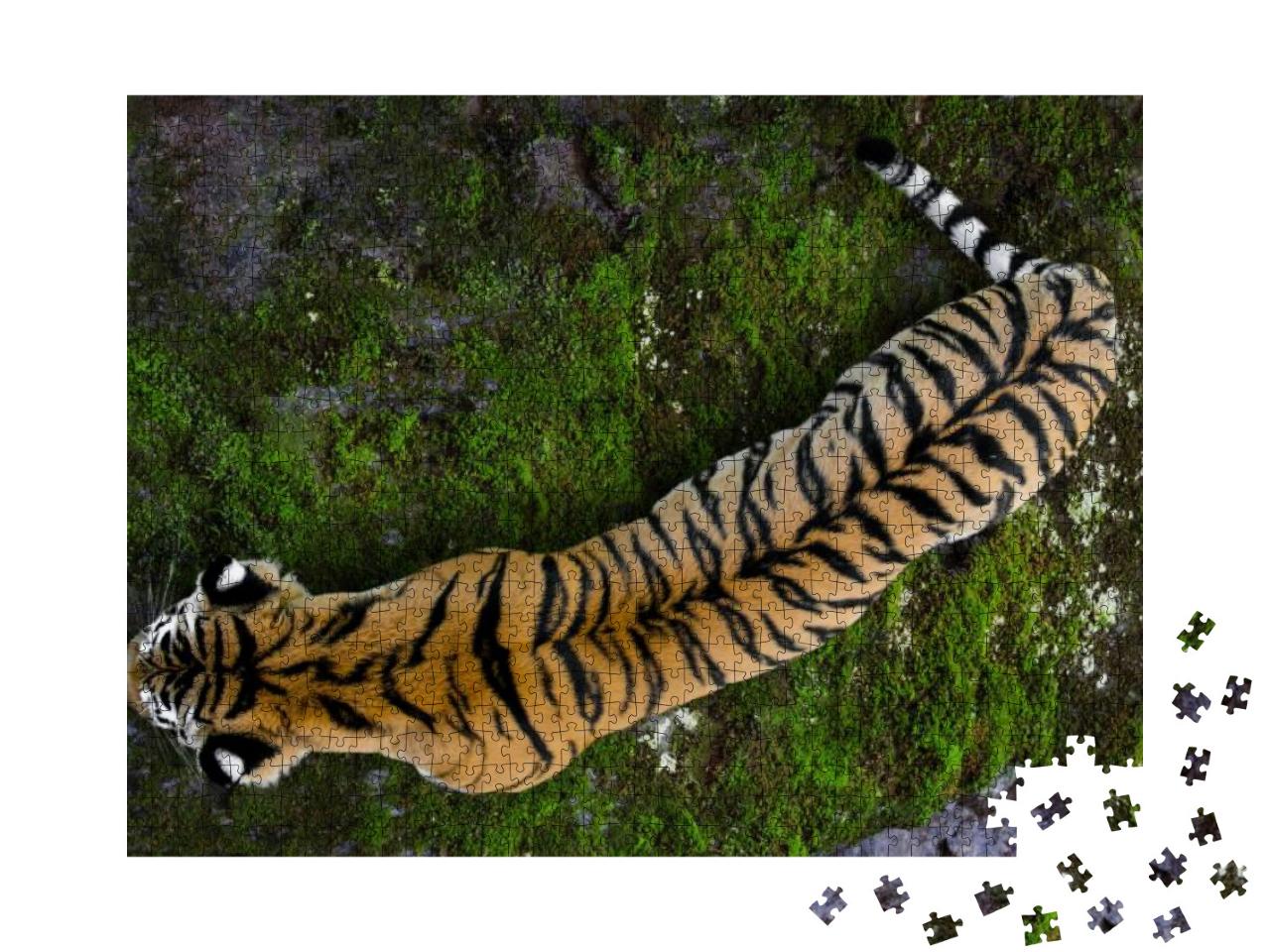 Ussuriyrsky Tiger Most Northern Tiger... Jigsaw Puzzle with 1000 pieces