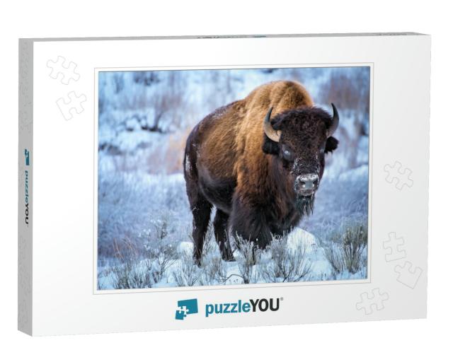 American Bison, Cower with Snow in Winter, Yellowstone Na... Jigsaw Puzzle