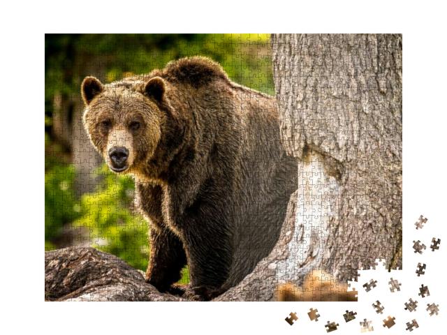 Adult Grizzly Bear in the Forest... Jigsaw Puzzle with 1000 pieces
