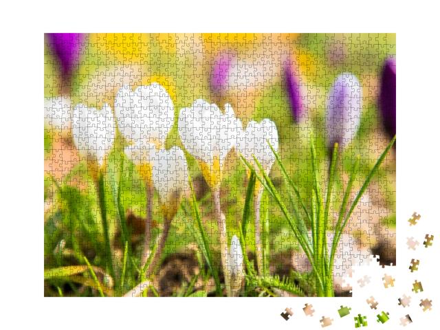The First Spring Flowers Crocus. White Spring Fragrant Fl... Jigsaw Puzzle with 1000 pieces