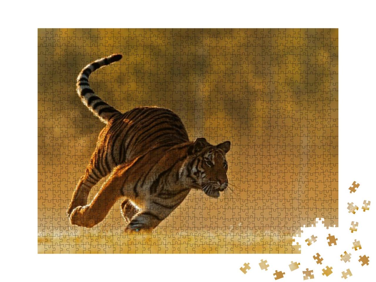 Siberian Tiger Panthera Tigris Tigris Shot in a Very Fast... Jigsaw Puzzle with 1000 pieces