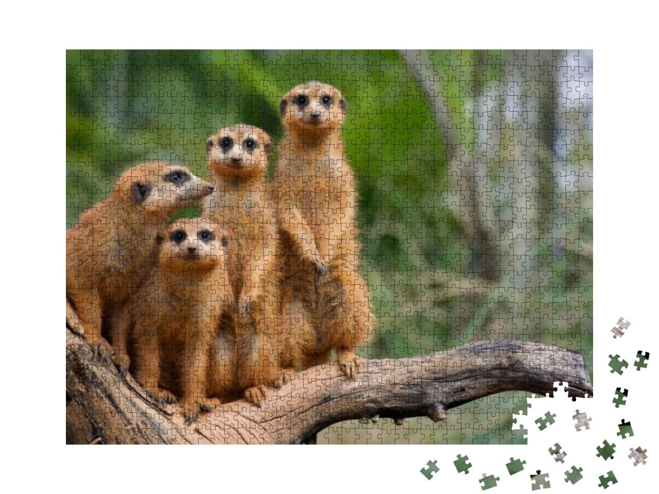 Family of Meerkats... Jigsaw Puzzle with 1000 pieces
