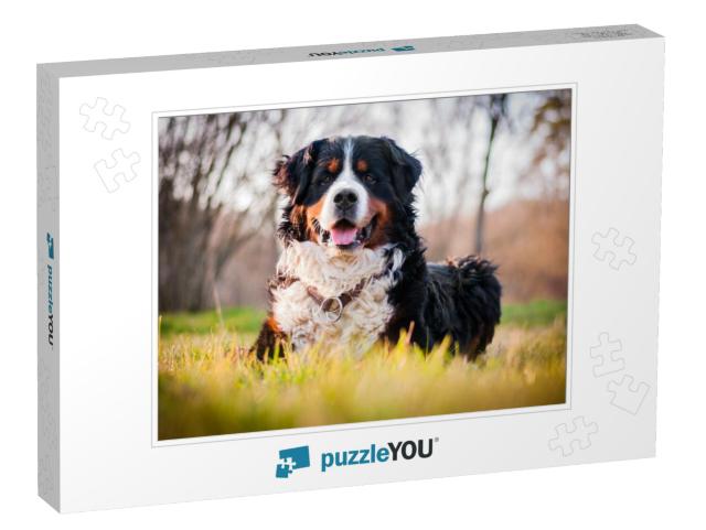 Bernese Mountain Dog... Jigsaw Puzzle