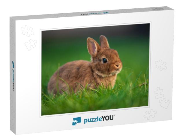 Cute Little Dwarf Rabbit on a Green Grass. Baby Rabbit wi... Jigsaw Puzzle