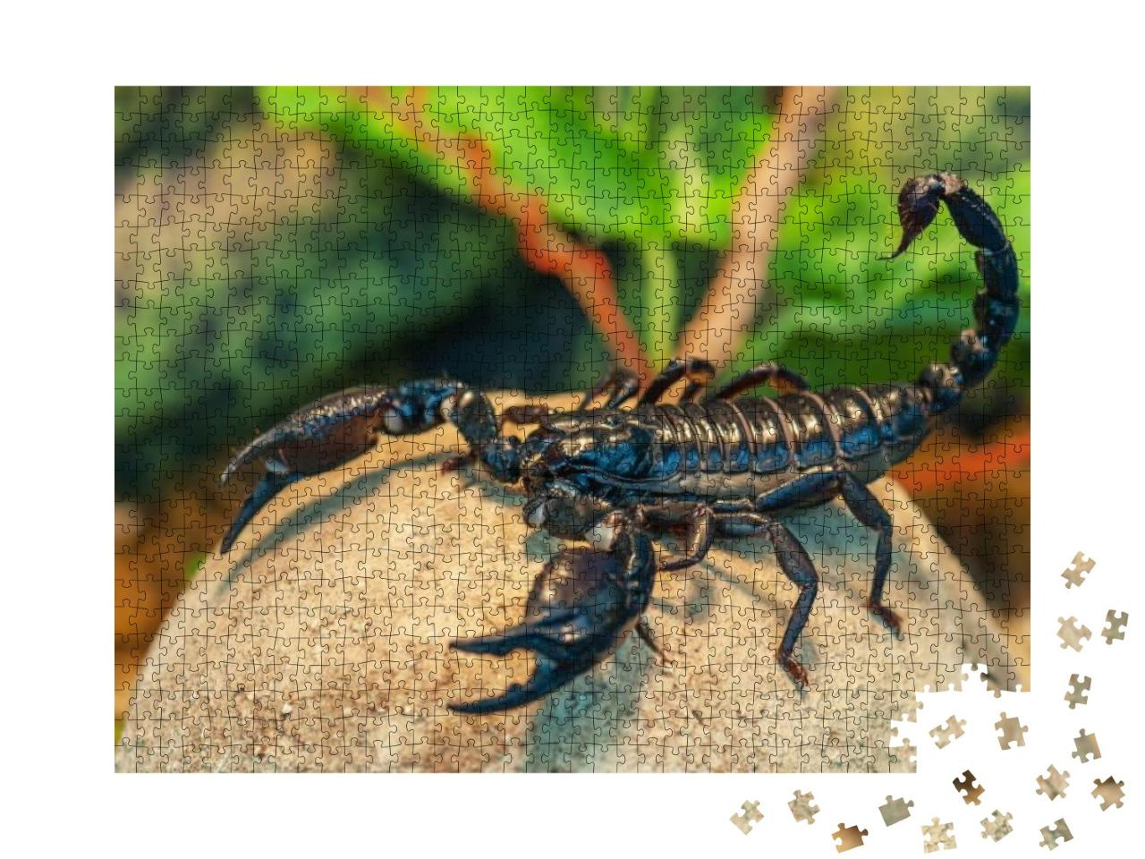 Live Black Scorpion Emperor Scorpion... Jigsaw Puzzle with 1000 pieces