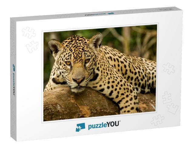 Brazilian Pantanal the Jaguar... Jigsaw Puzzle