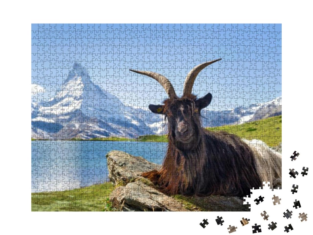 Valais Black Neck Goat Sitting in Front of Stellisee & Ma... Jigsaw Puzzle with 1000 pieces