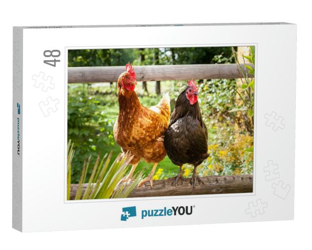 Happy Chickens... Jigsaw Puzzle with 48 pieces