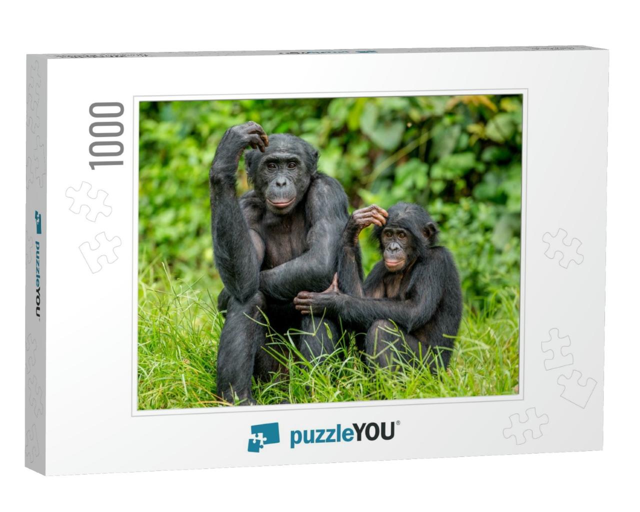 Female Bonobo with a Baby is Sitting on the Grass. Democr... Jigsaw Puzzle with 1000 pieces