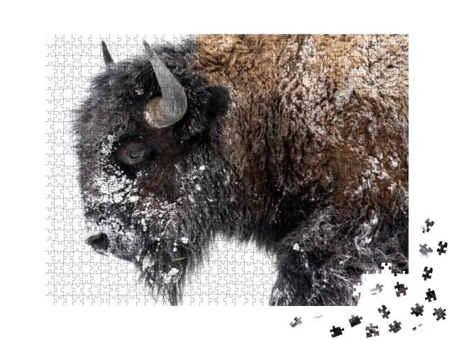 Bison Walking Out in the Snow... Jigsaw Puzzle with 1000 pieces