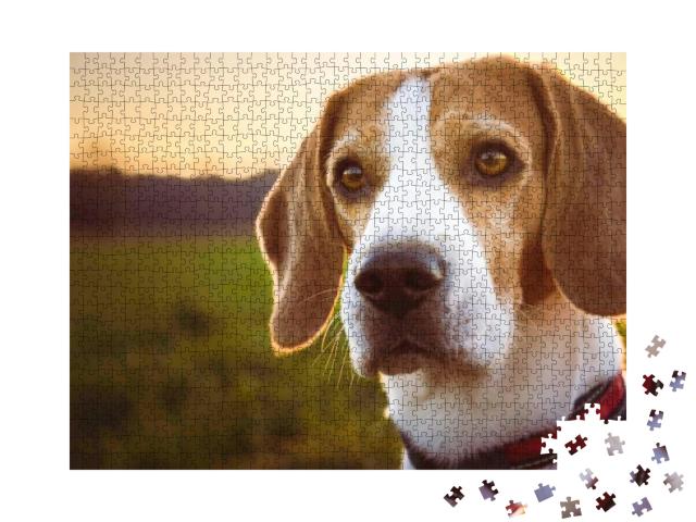 Dog Portrait Backlit Background. Beagle Dog Portrait Agai... Jigsaw Puzzle with 1000 pieces