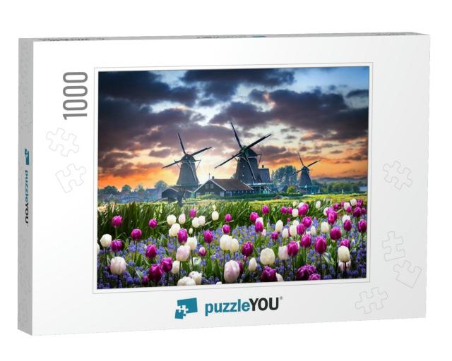 Netherlands Landscape with Beautiful Violet & White Tulip... Jigsaw Puzzle with 1000 pieces