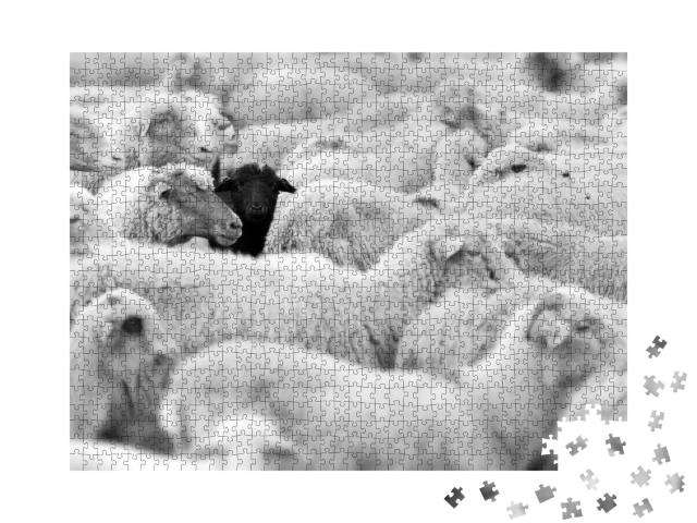 One Black Sheep in the Herd of Whites... Jigsaw Puzzle with 1000 pieces
