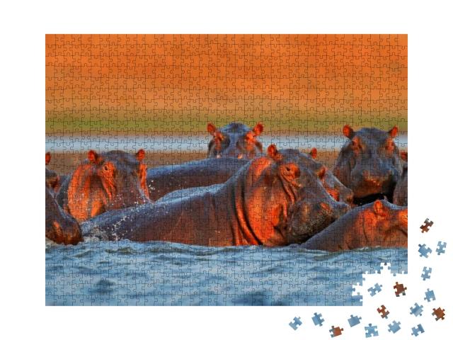 Hippo Head in the Blue Water, African Hippopotamus, Hippo... Jigsaw Puzzle with 1000 pieces