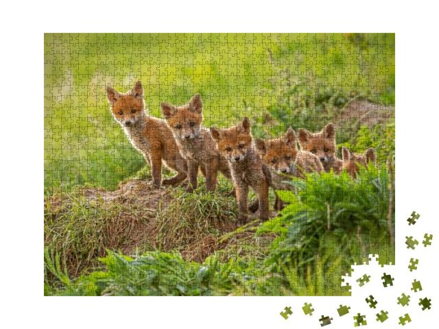 Red Fox, Vulpes Vulpes, Small Young Cubs Near Den Curious... Jigsaw Puzzle with 1000 pieces
