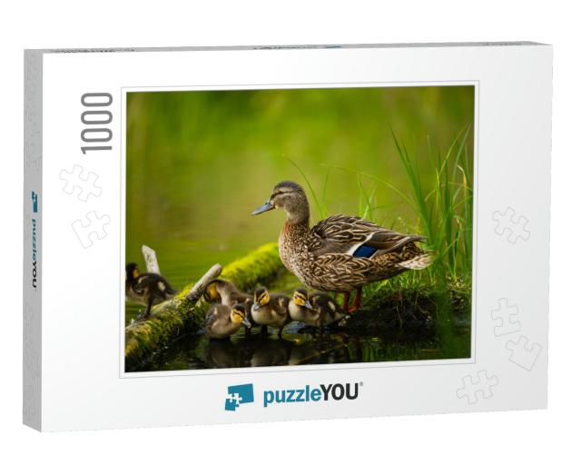 Mallard Female with Little Ducklings in a Living Nature o... Jigsaw Puzzle with 1000 pieces