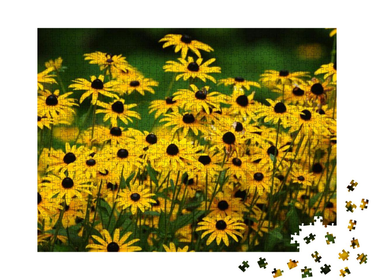 Black Eyed Susan - Flower... Jigsaw Puzzle with 1000 pieces